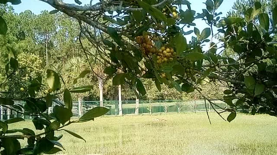 ⁣2nd time morbid obese nigger gets in RED's bubble at Crystal Springs Park Jacksonville Florida 