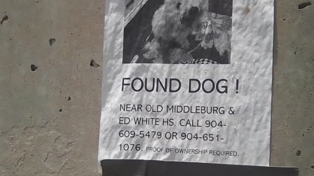 ⁣FOUND Dog!  (904)609-5479 - Taking a walk through Jacksonville Florida With Your Publishing House Ow