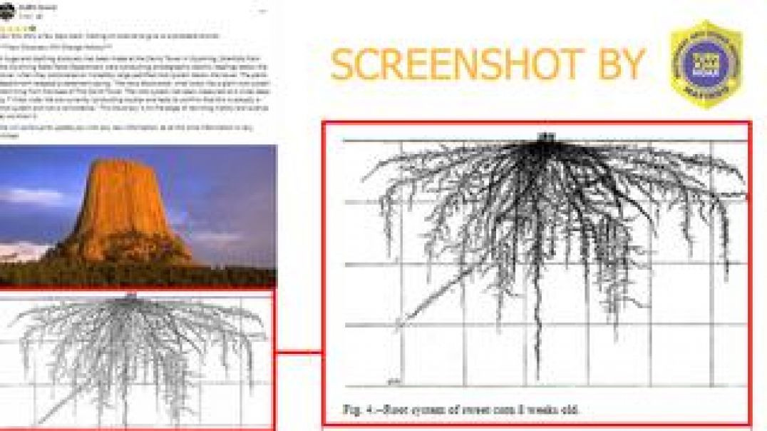 ⁣WE HAVE DISCOVERED WHAT LOOKS TO BE A GIANT ROOT SYSTEM ☈ STEMMING FROM THE BASE OF DEVILS' TO