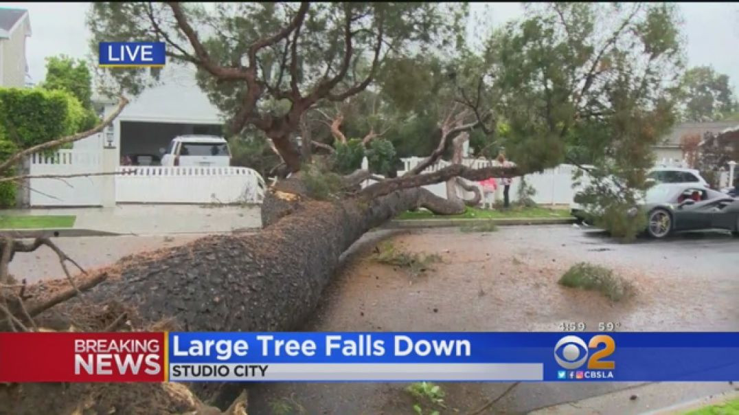 ⁣TREVOR GERSZT THINKS THE TREES ARE OUT TO KILL HIM ₪ FOR HIS TRUST FUND GRIFT