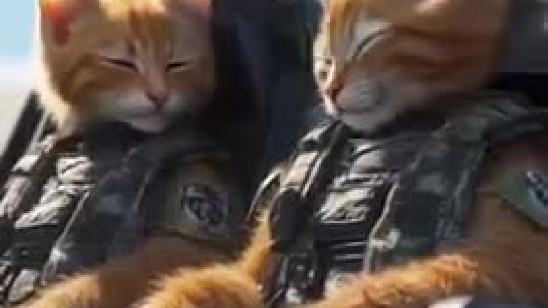 CATS PREPARING FOR THE ARRIVAL OF HAITIAN MACHETE NIGGERS