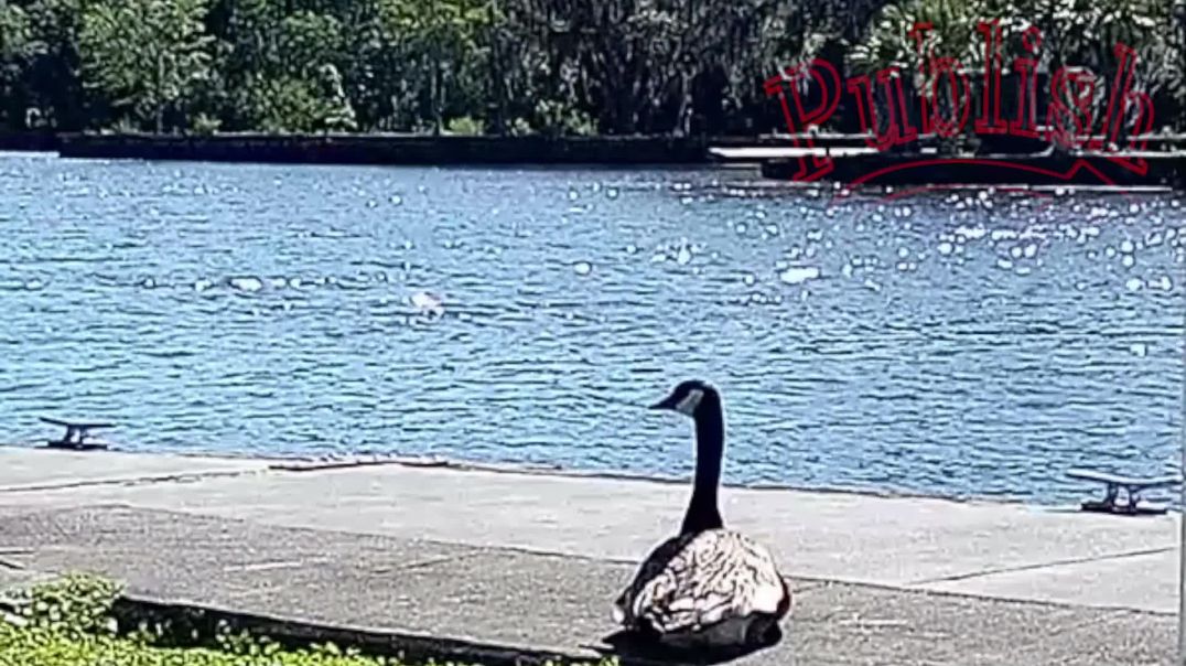 Jacksonville Florida Canada Goose Branta Canadensis 𓅬 Publishing House Wildlife Series