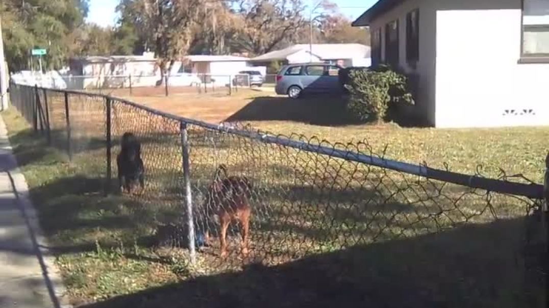 ⁣6372 Badnur Dr, Jacksonville, FL 32210 December 2024 Ongoing Invader Dog Abuse!