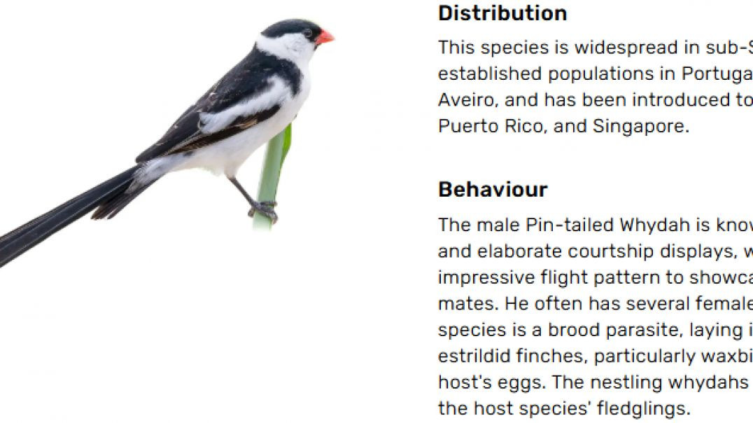 THE PIN-TAILED 🐦 WHYDAH