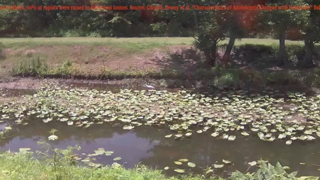 ⁣Florida Wildlife Livestream 6/24/25 From Your Publishing House Owner With Response Updates