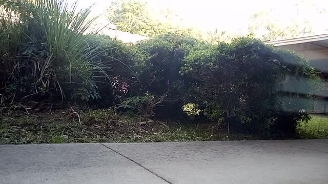 ⁣Orange Ginger Red Tabby Cat Caught By Outdoor Publishing House Security Camera In Jacksonville