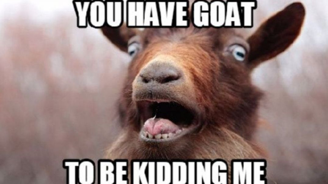 ⁣MY [RACIST] 🐐 PET GOAT
