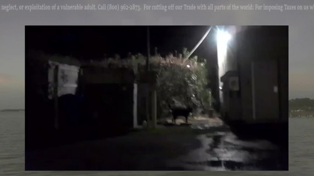 ⁣Active Animal Abuse Report Jacksonville Florida Publishing House Livestream
