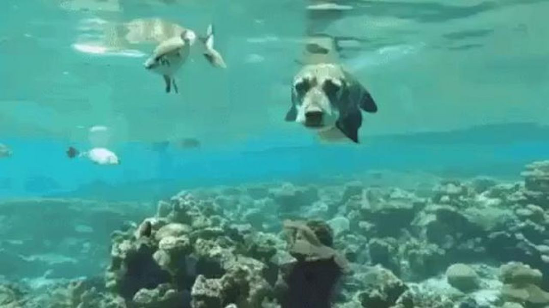 WHO LET THE 🐶🐟 DOGFISH OUT⁉️