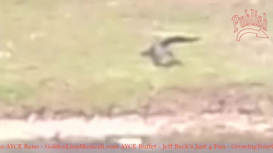 ⁣There is a gator in this Florida public park!