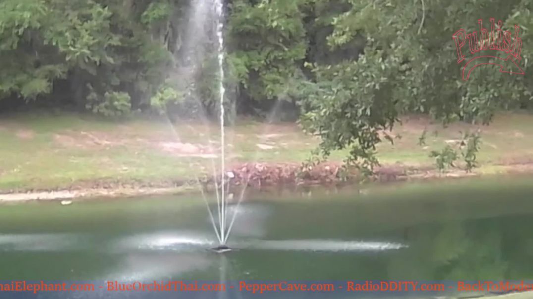 ⁣Gator Story From Orange Park Clay County Florida USA By Your Publishing House Owner!