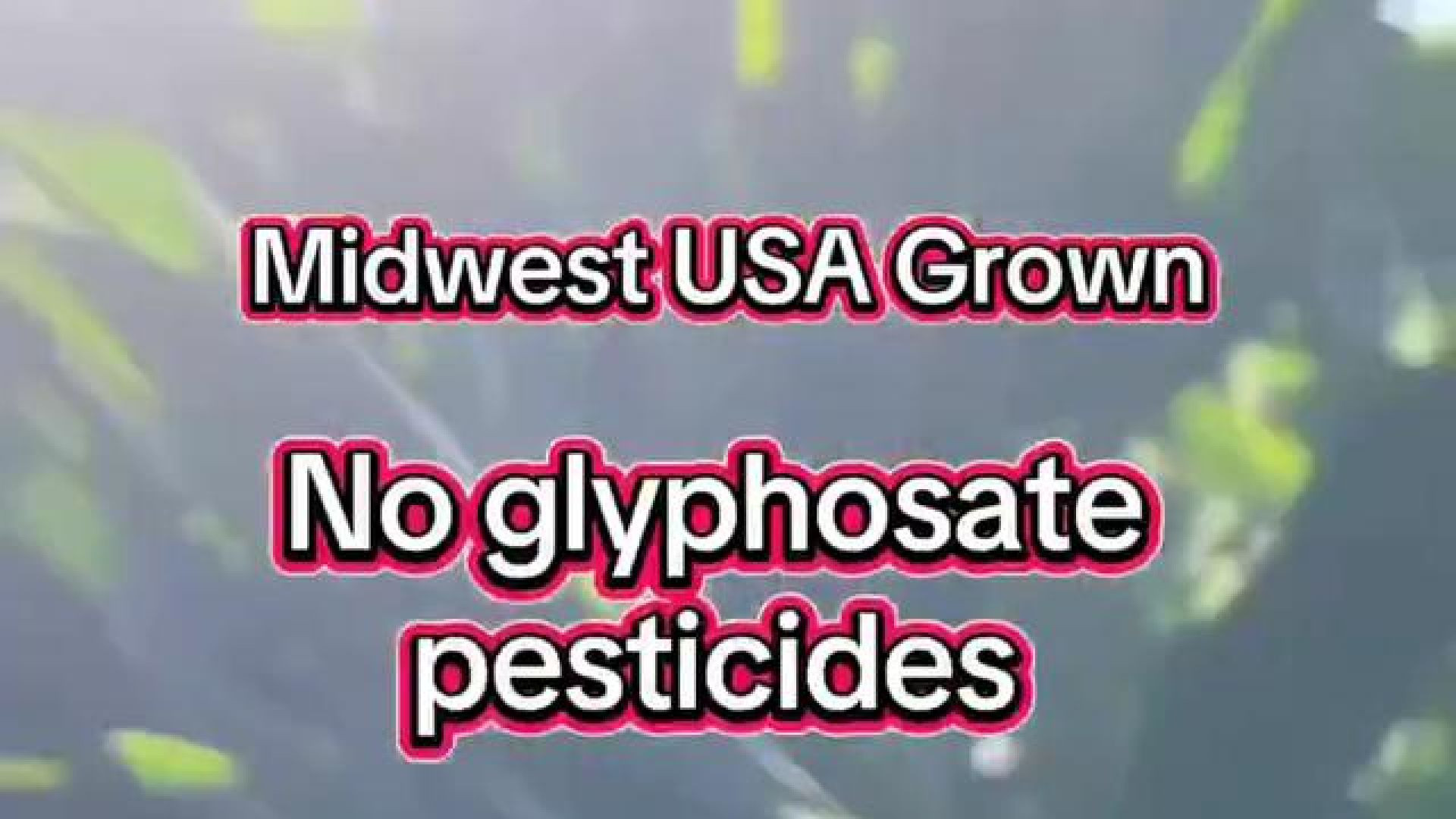 MIDWEST USA GROWN 🧑‍🌾 FARMING WITHOUT GLYPHOSATE PESTICIDES