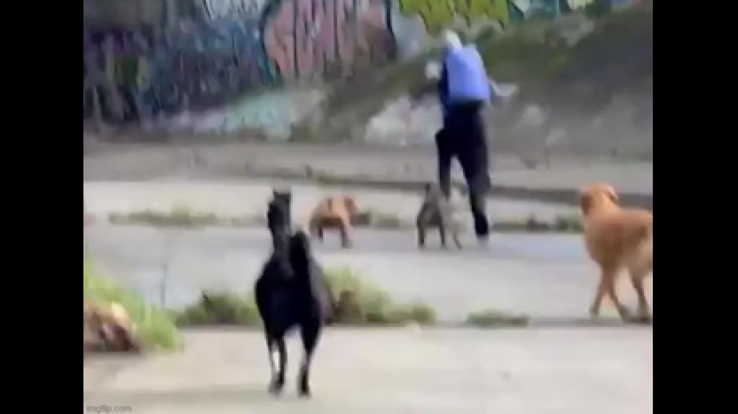 DOGS SEND MELBOURNE ATTACKER RUNNING 🐶 AFTER ATTEMPTED ASSAULT❗