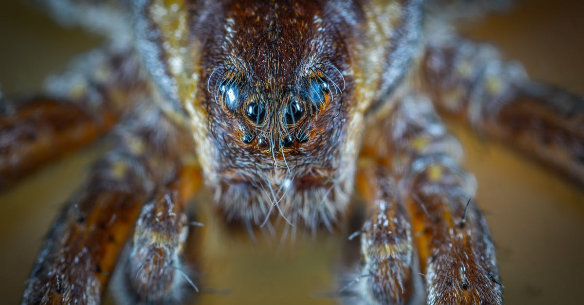 Canberra Pest Control