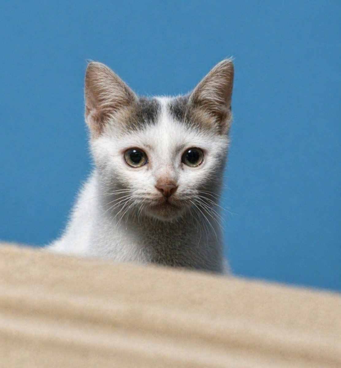 AI Prompt for Blurry Kitten Portrait Enhancement