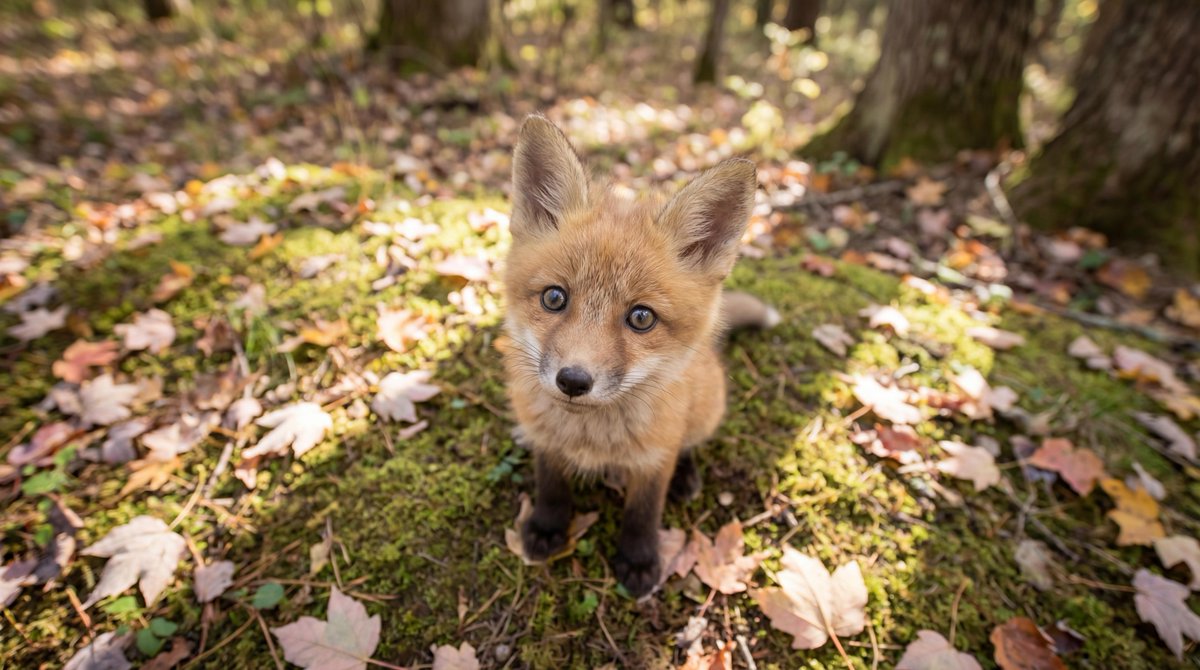 AI Prompt for Realistic Baby Red Fox Kit Image Generation