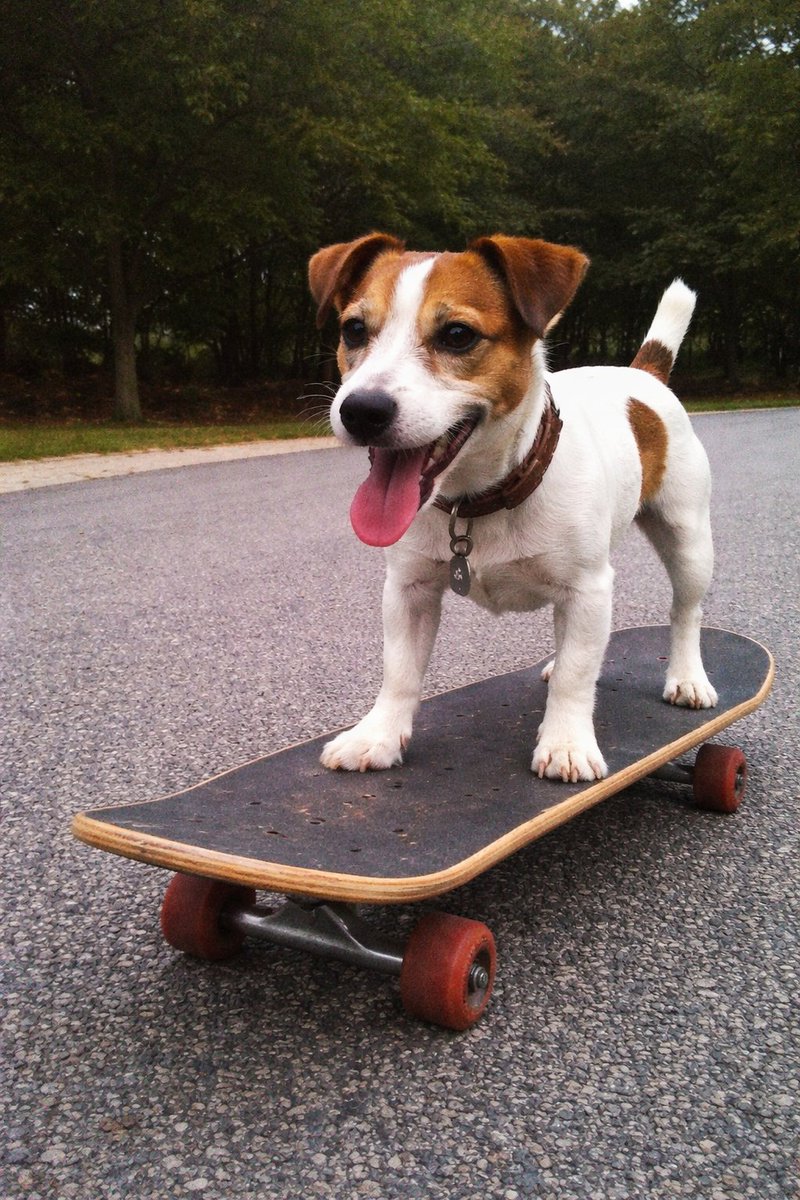 AI Prompt for Retro Dog on Skateboard iPhone Photo
