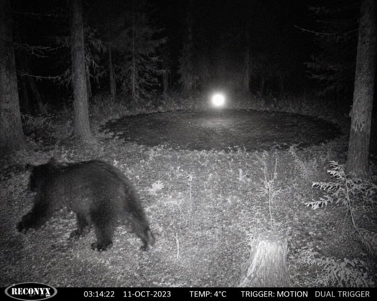 AI Prompt for Supernatural Wildlife Photography Images