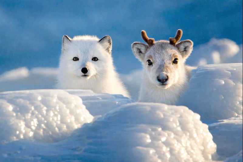 AI Prompt for Chibi Animal Characters: Generate a Cute Caribou Friend