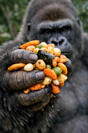 AI Prompt for Social Media Content: Gorilla's Grasp Illustration