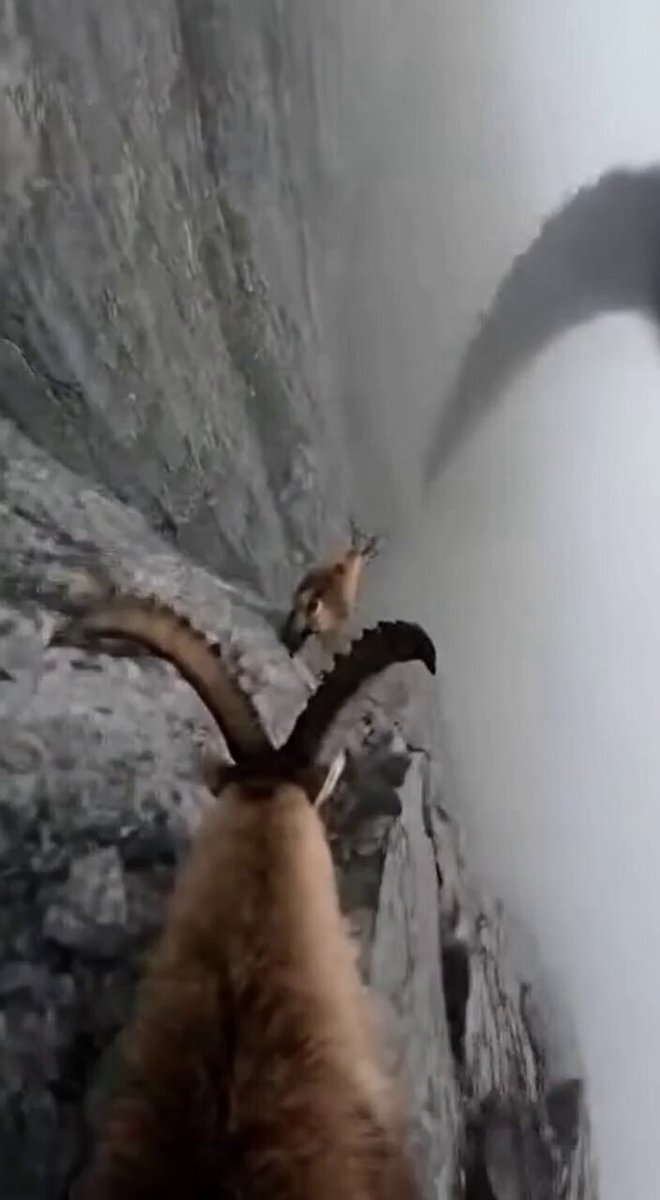 AI Prompt for Cinematic Goat Cliff Landscape Photography