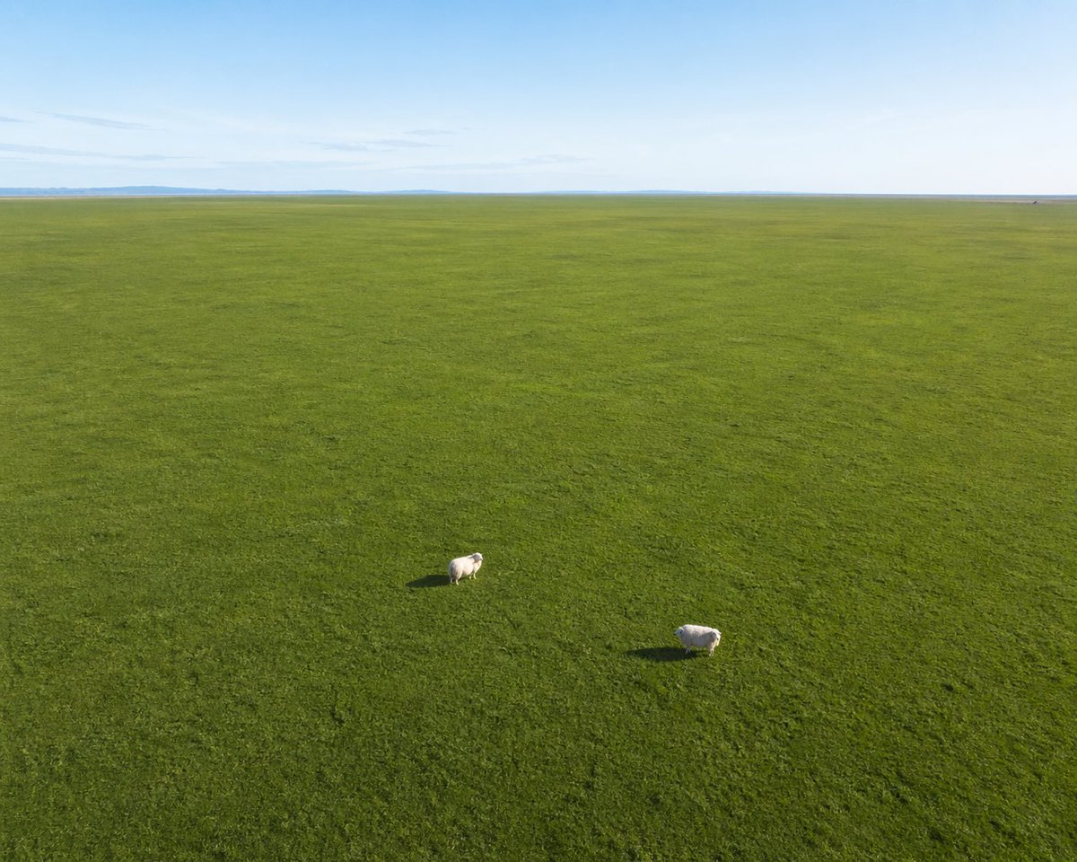 AI Prompt for Aerial Grassland Landscape with Minimalist Focus on Animals
