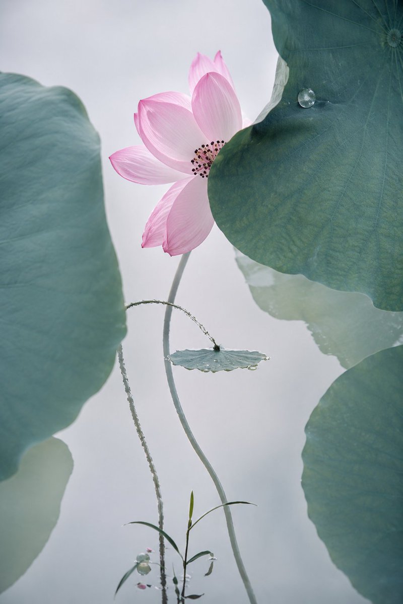 AI Prompt for Cinematic Chinese Lotus Painting: Photorealistic Floral Scene Generator