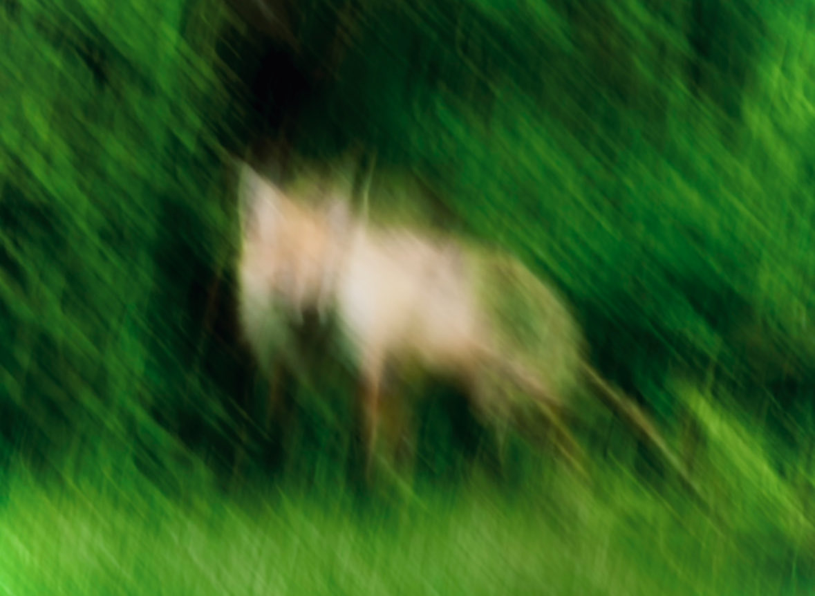 AI Prompt for Impressionistic Motion-Blurred Wildlife Photography