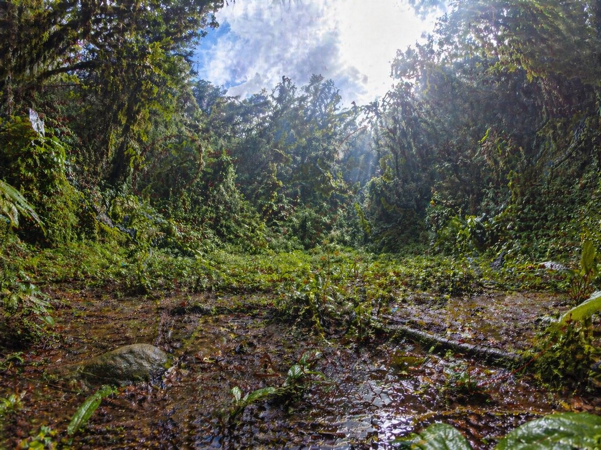 AI Prompt for Photorealistic Tropical Jungle Scene with Speckle Artifacts
