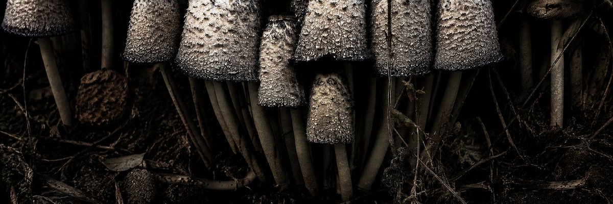 AI Prompt for Ultra-Wide Dark Macro Photography of Mushroom Clusters