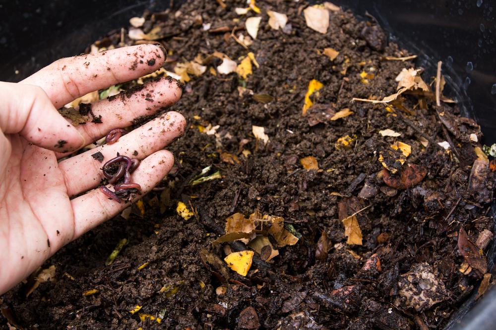 Análisis de suelos y formulación de fertilizantes orgánicos
