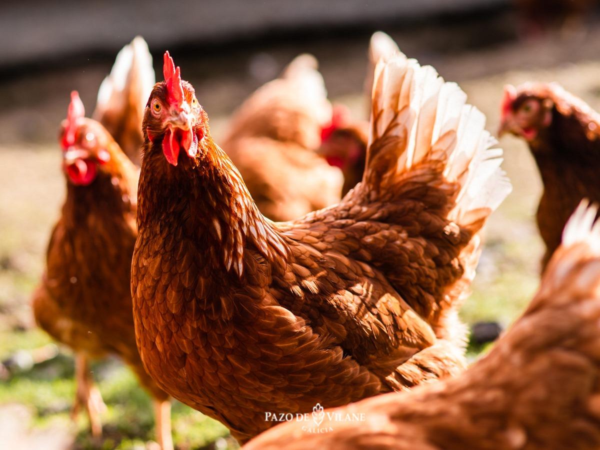 Fundamentos de Recolección De Huevos e Incubacion en Aves 
