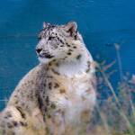 SnowyLeopard Profile Picture