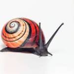 Snail Racer Profile Picture