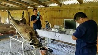 Inseminación artificial en ovinos y caprinos