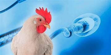 Inseminación artificial en gallinas