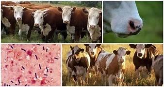 Enfermedades infecciosas: tétano en bovinos, hemoglobinuria bacilar y pasteurelosis bovina