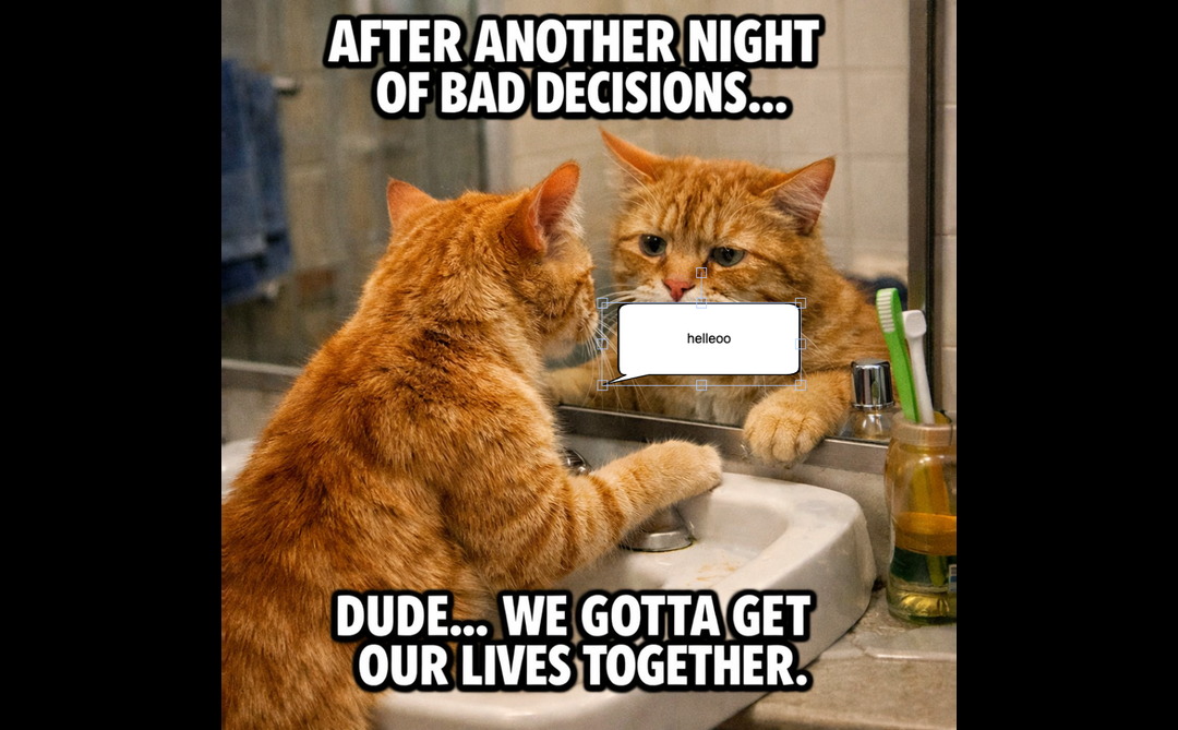A funny cat - meme