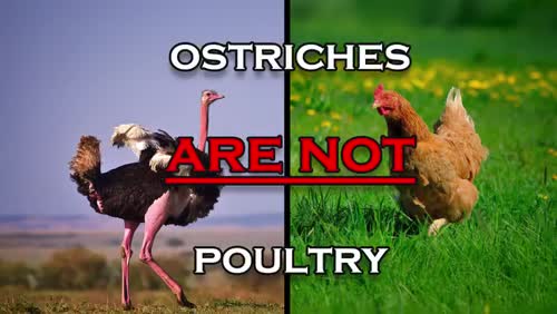 The Canadian Food Inspection Agency is about to kill over 300 healthy ostriches imminently