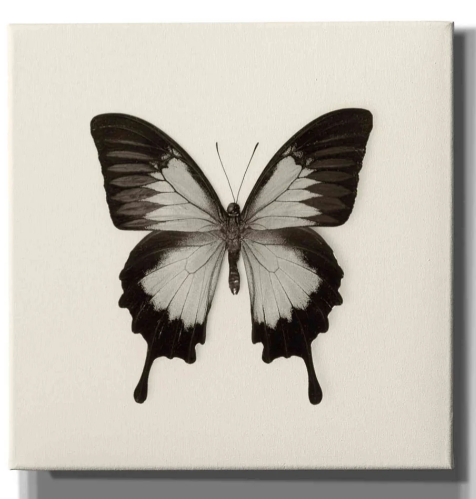 'Butterfly III B&W' by Debra Van Swearingen, Canvas Wall Art