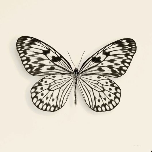 Butterfly V BW Crop  by Debra Van Swearingen
