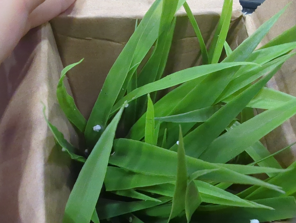 Velener Size  15 Potted Spider Plant in Artificial Plant Stand- Fake Plants for Indoors Outdoor Patio Decor