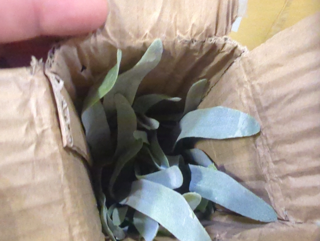 Size 20.9 Velener Artificial Staghorn Fern Plants Without Pot-20.9 Inches, Unique Waterproof Faux Staghorn Fern for Garden, Fall Autumn Decoration