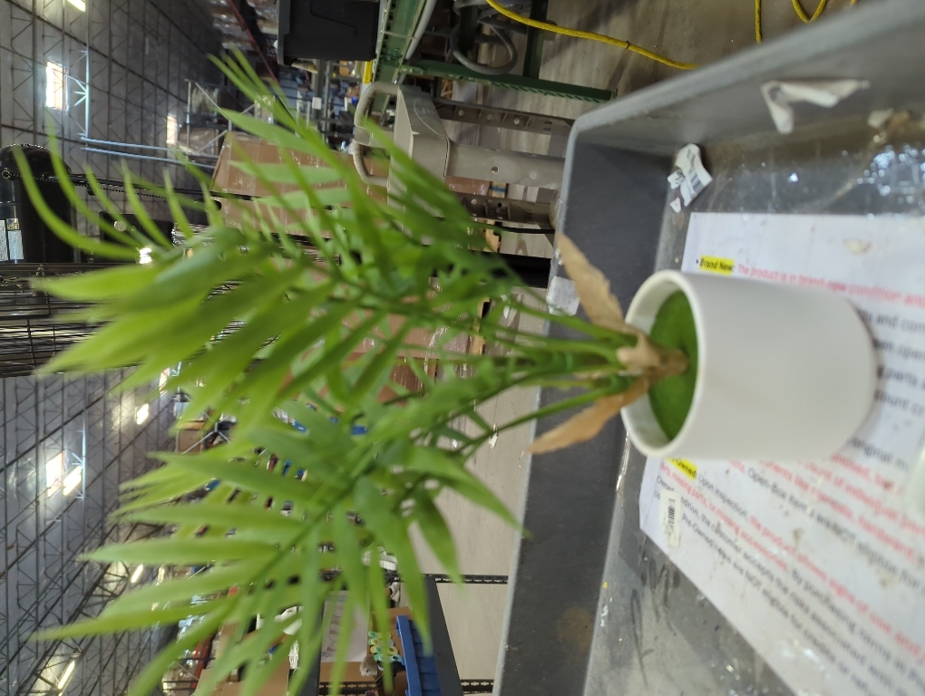 Artificial Palm Tree Plant, Potted Artificial Plant for Home Office Decoration, 12 Tall, Ships in White Ceramic Planter