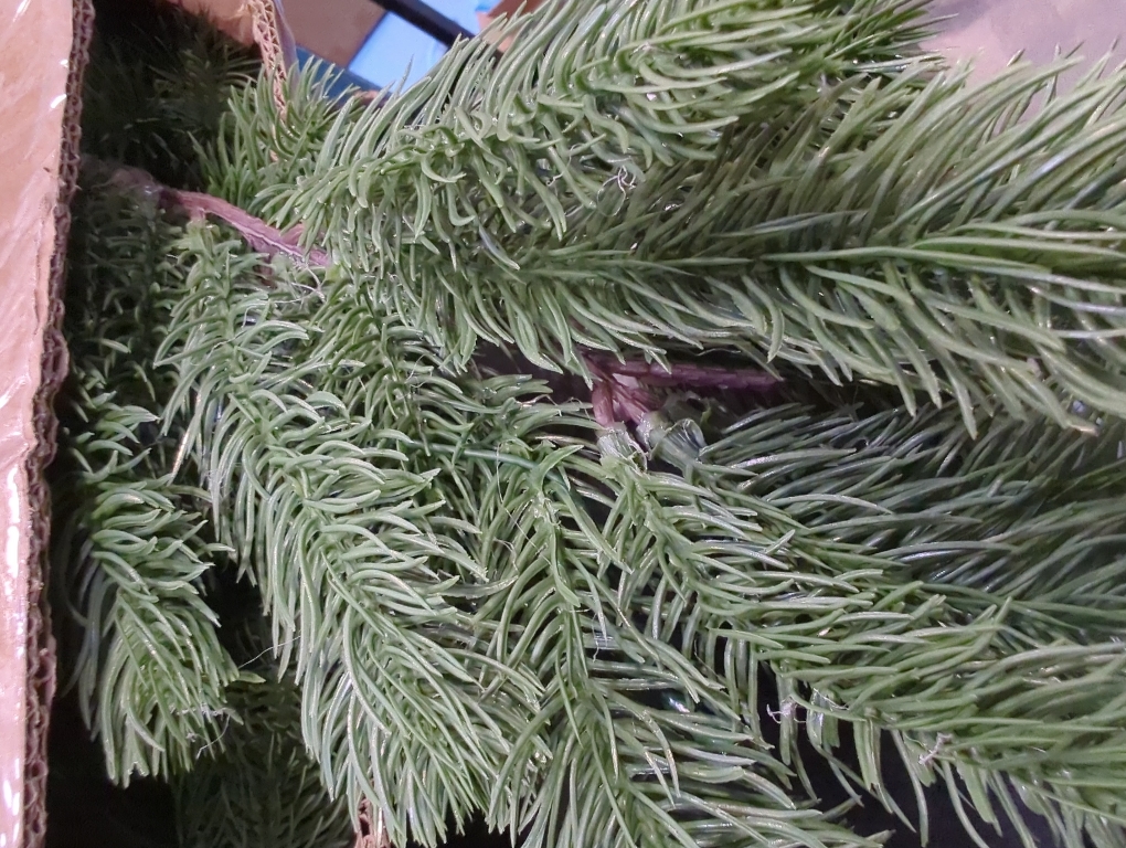 6ft Pre-Lit Christmas Garland, Artificial Lighted Norfolk Pine Garland with Multi-Color Lights, Battery Operated Garland for Mantle Stairs Table Fireplace Xmas Decoration Outdoor & Indoor