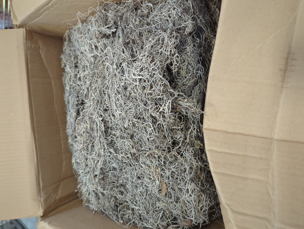 Royal Imports Preserved Natural Spanish Moss, Fresh Dried Shredded Loose Chunks, 3 LB Bulk Case