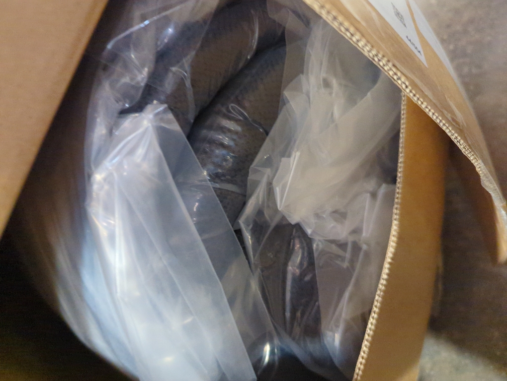 Queen Medium Pocket Spring Hybrid Mattress with CertiPUR-US Certified Foam