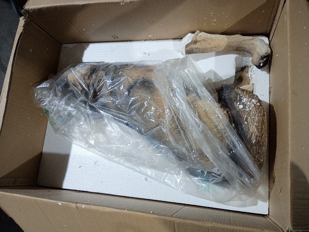 Large Wolf Garden Statue (broken legs; see the pictures)