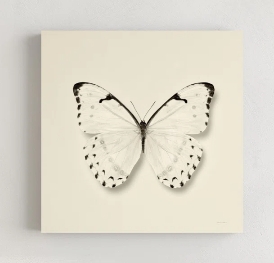 Butterfly II BW Crop  by Debra Van Swearingen