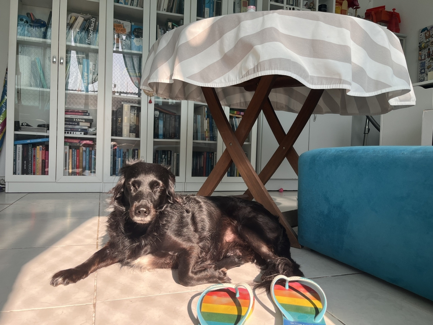 Foto de uma cachorra preta deitada no chão com o rosto voltado para a câmera, mas de olhos fechados por causa da luz sépia que vem de trás do fotógrafo. O chão de porcelanato também está com uma tonalidade sépia. Em frente à cachorra um par de havaianas com as cores da bandeira lgbtqiapn+ Acima da cachorra tem uma mesa circular de madeira com uma toalha de mesa com listras cinza e brancas. À direita da foto um pufe azul celeste e ao fundo estantes de livros com portas de vidro transparente.